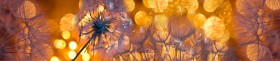 Кухонный фартук Мерцание Одуванчики золотистые 3 серебро в Кызыле - kyzyl.katalogmebeli.com | фото
